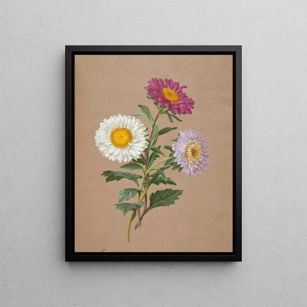 Maalaus Asters - Anonyymi | Taidetuloste