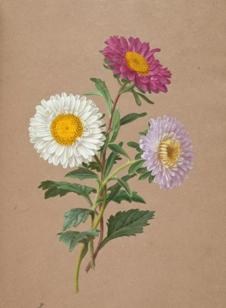 Maalaus Asters - Anonyymi | Taidetuloste
