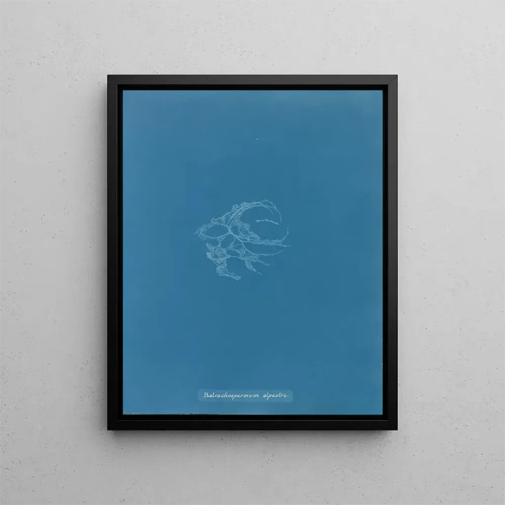 Maalaus Batrachospermum alpestre - Anna Atkins | Taidetuloste