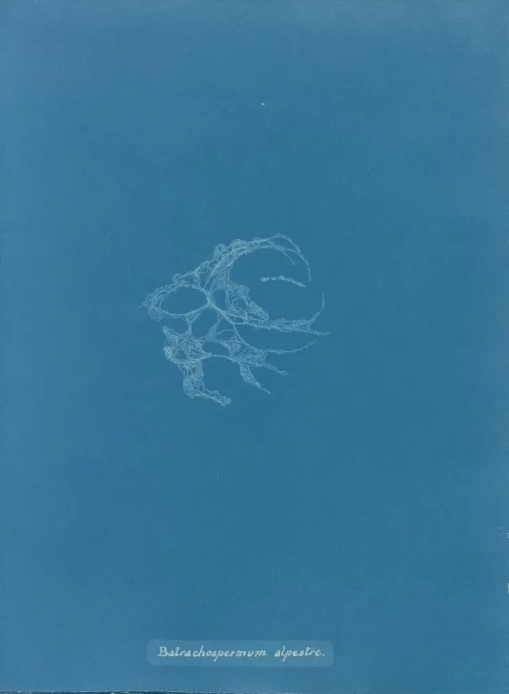 Maalaus Batrachospermum alpestre - Anna Atkins | Taidetuloste
