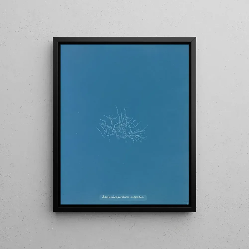 Maalaus Batrachospermum stagnale - Anna Atkins | Taidetuloste