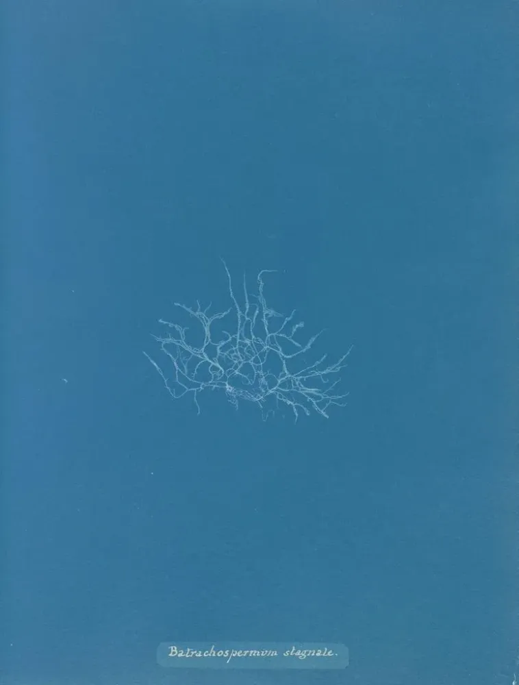 Maalaus Batrachospermum stagnale - Anna Atkins | Taidetuloste