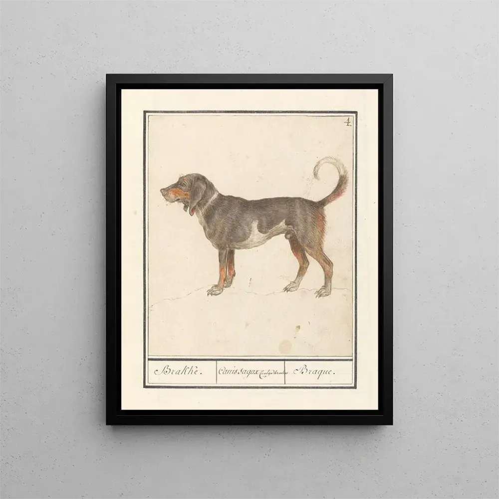 Maalaus Beagle Braque du Bourbonnais Canis lupus familiaris - Anselmus Botius de Boodt | Taidetuloste