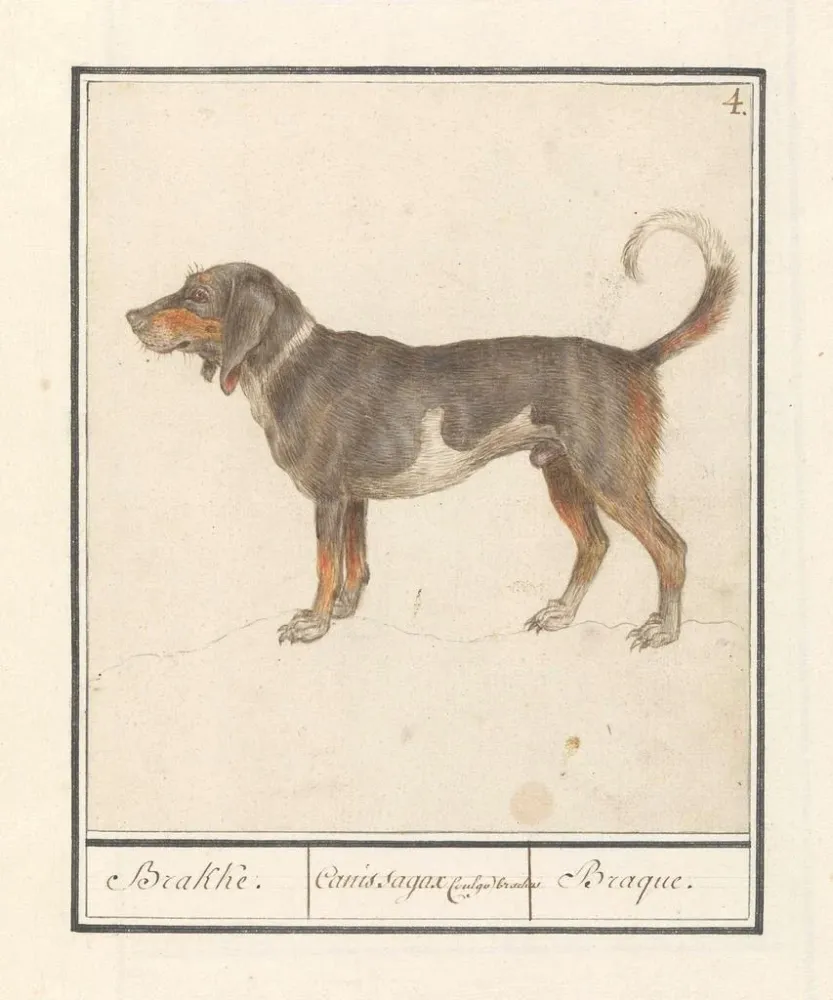 Maalaus Beagle Braque du Bourbonnais Canis lupus familiaris - Anselmus Botius de Boodt | Taidetuloste