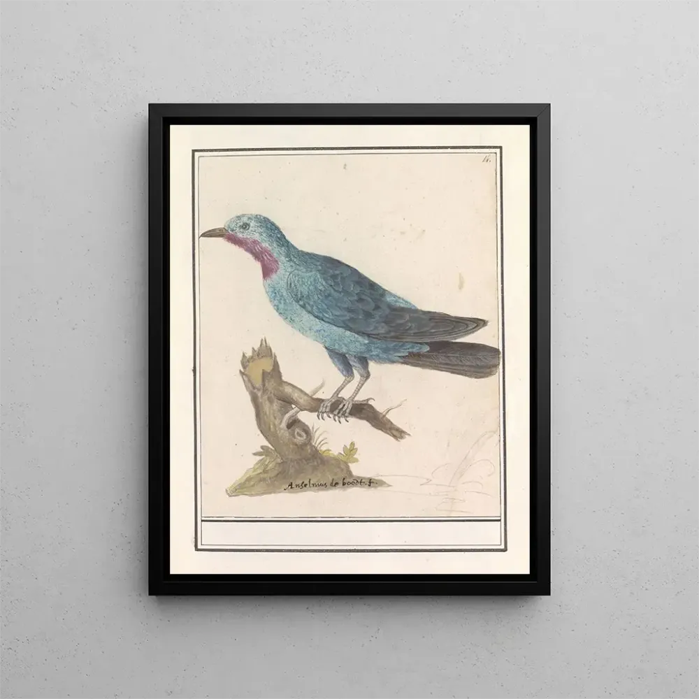Maalaus Blauwe rotslijster Monticola solitaire - Anselmus Botius de Boodt | Taidetuloste