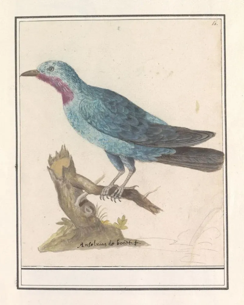 Maalaus Blauwe rotslijster Monticola solitaire - Anselmus Botius de Boodt | Taidetuloste