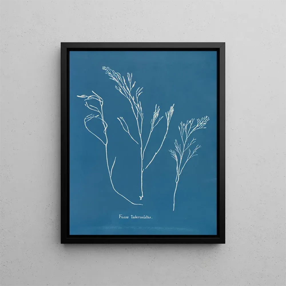 Maalaus Bourdon tuberculeux - Anna Atkins | Taidetuloste