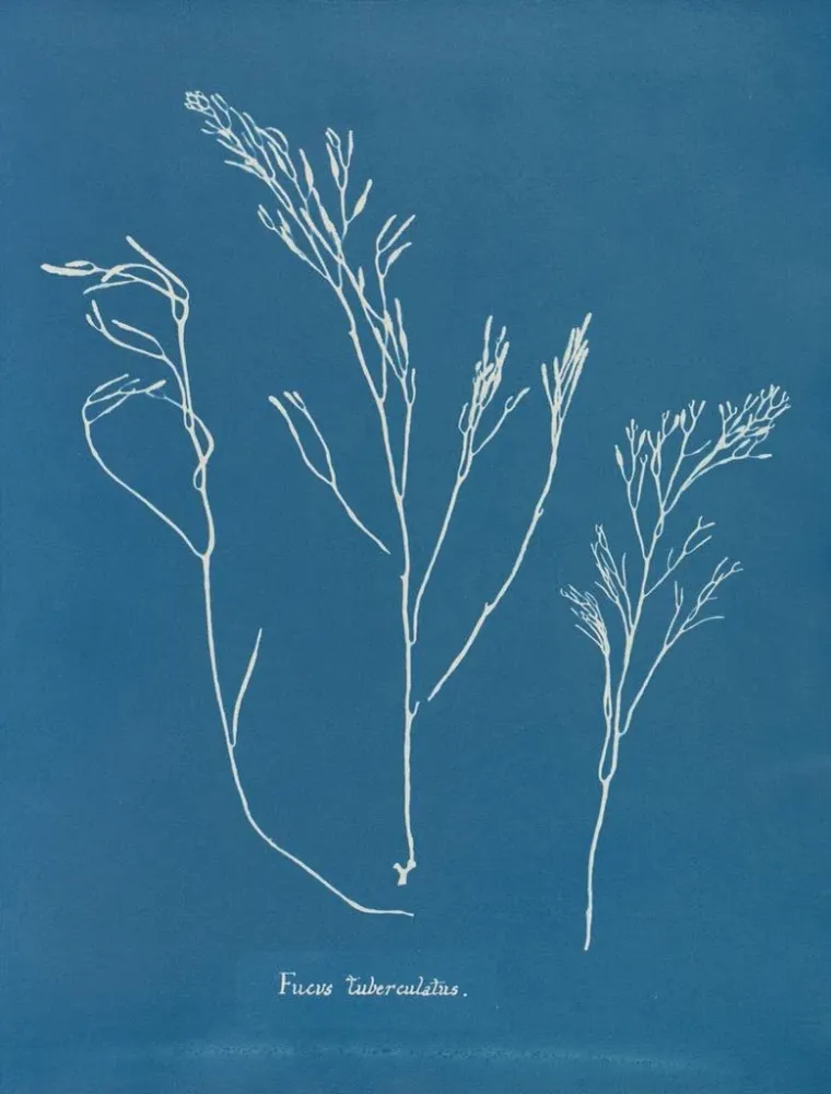 Maalaus Bourdon tuberculeux - Anna Atkins | Taidetuloste