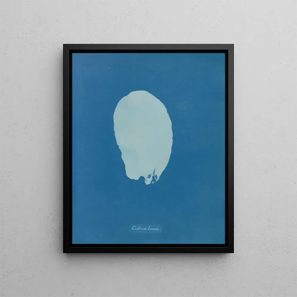 Maalaus Bourse codique - Anna Atkins