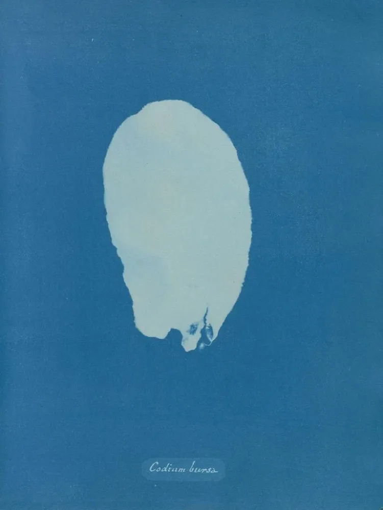 Maalaus Bourse codique - Anna Atkins