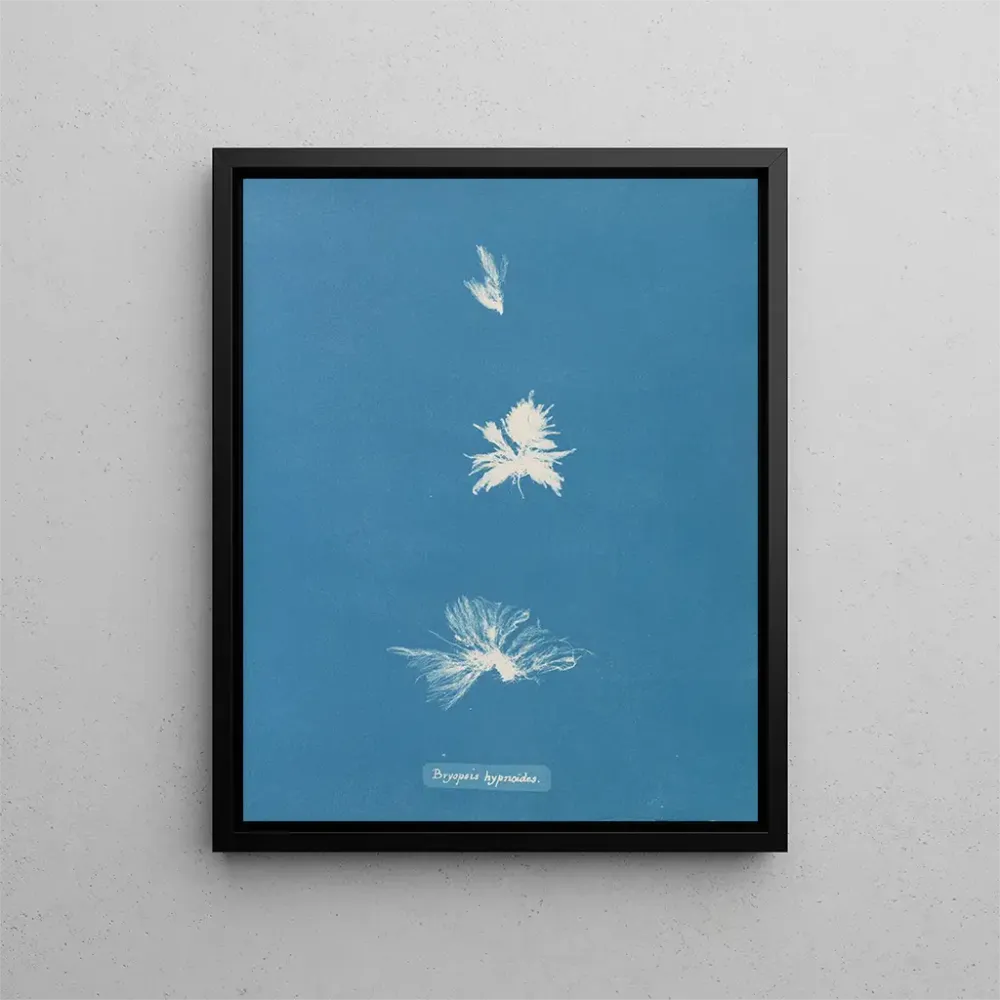 Maalaus Bryopsis hypnoides - Anna Atkins | Taidetuloste