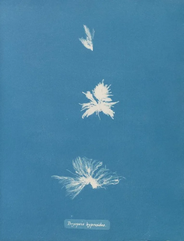Maalaus Bryopsis hypnoides - Anna Atkins | Taidetuloste