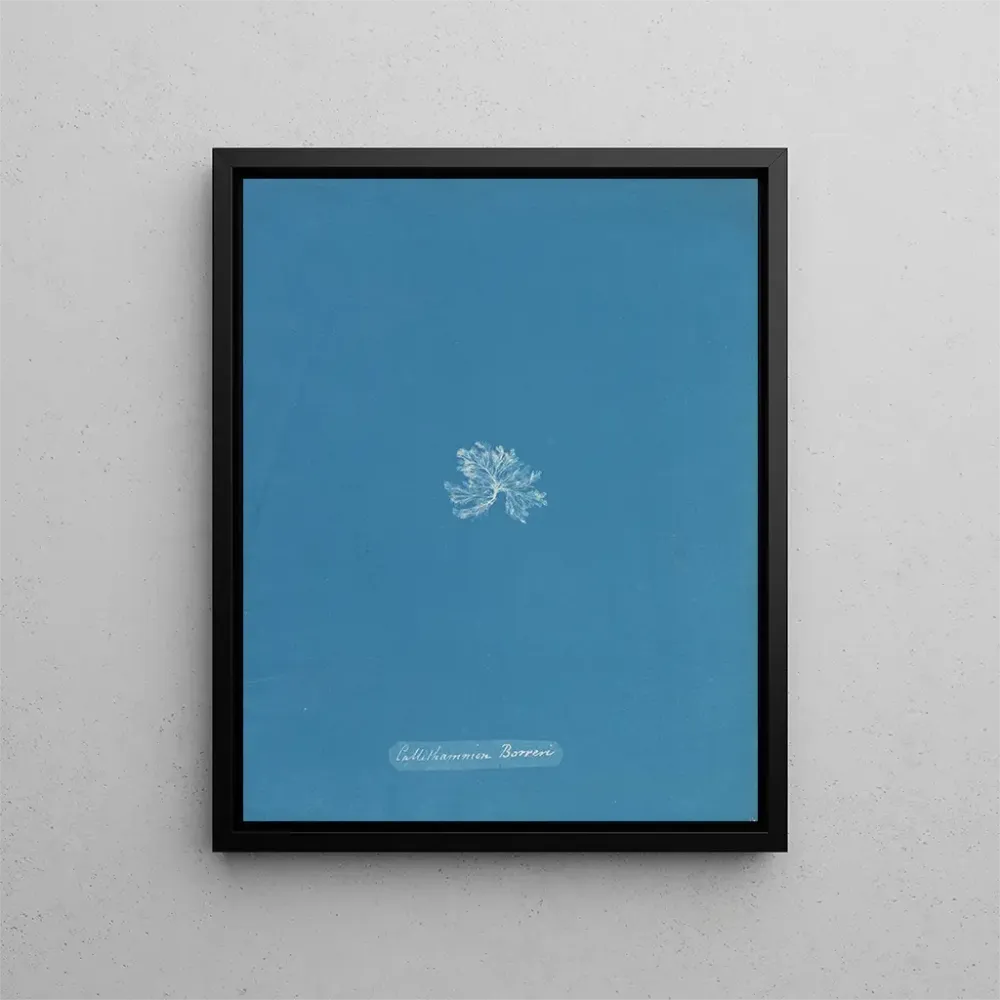 Maalaus Callithamnion borreri - Anna Atkins | Taidetuloste