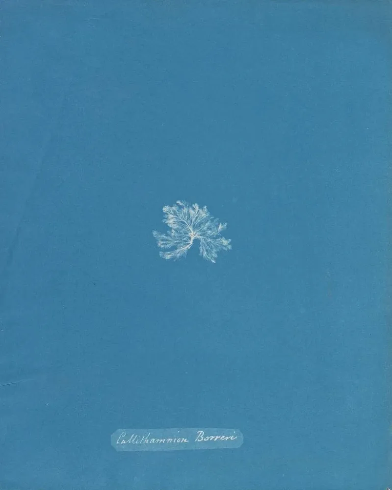 Maalaus Callithamnion borreri - Anna Atkins | Taidetuloste