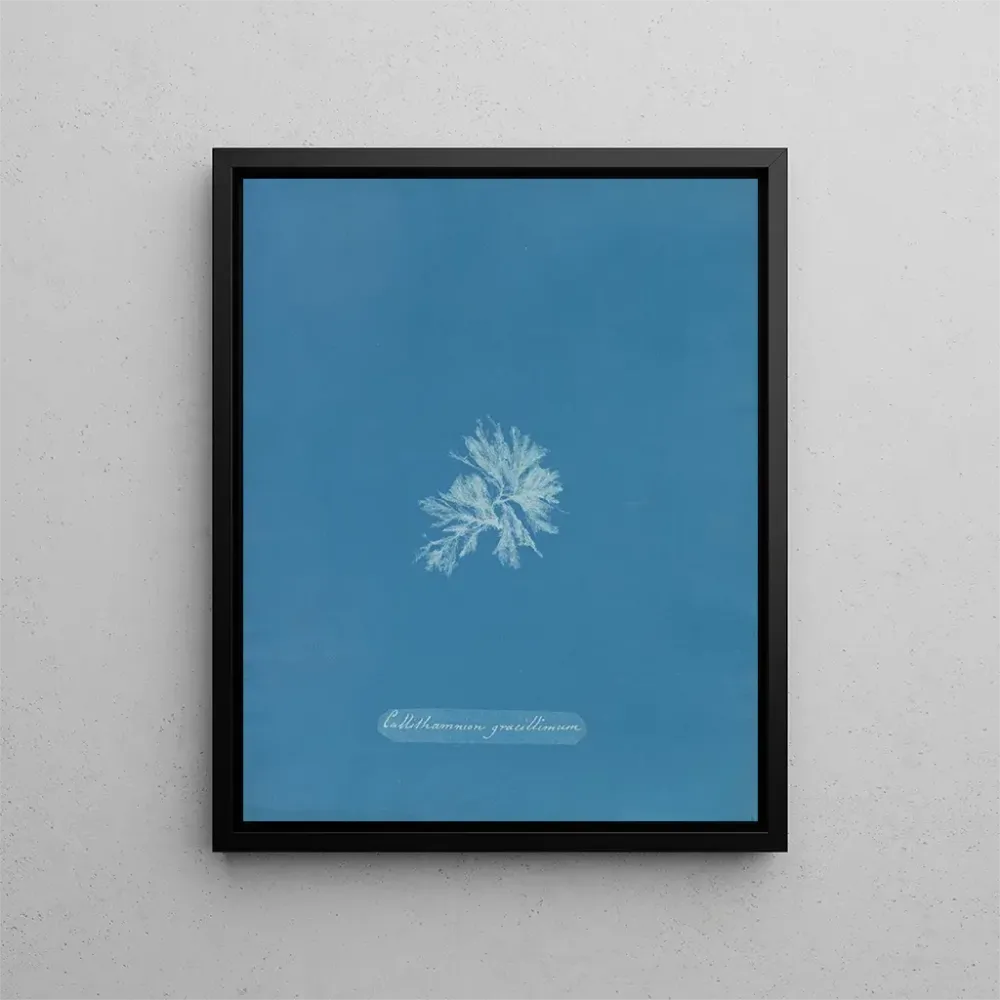 Maalaus Callithamnion gracillimum - Anna Atkins | Taidetuloste