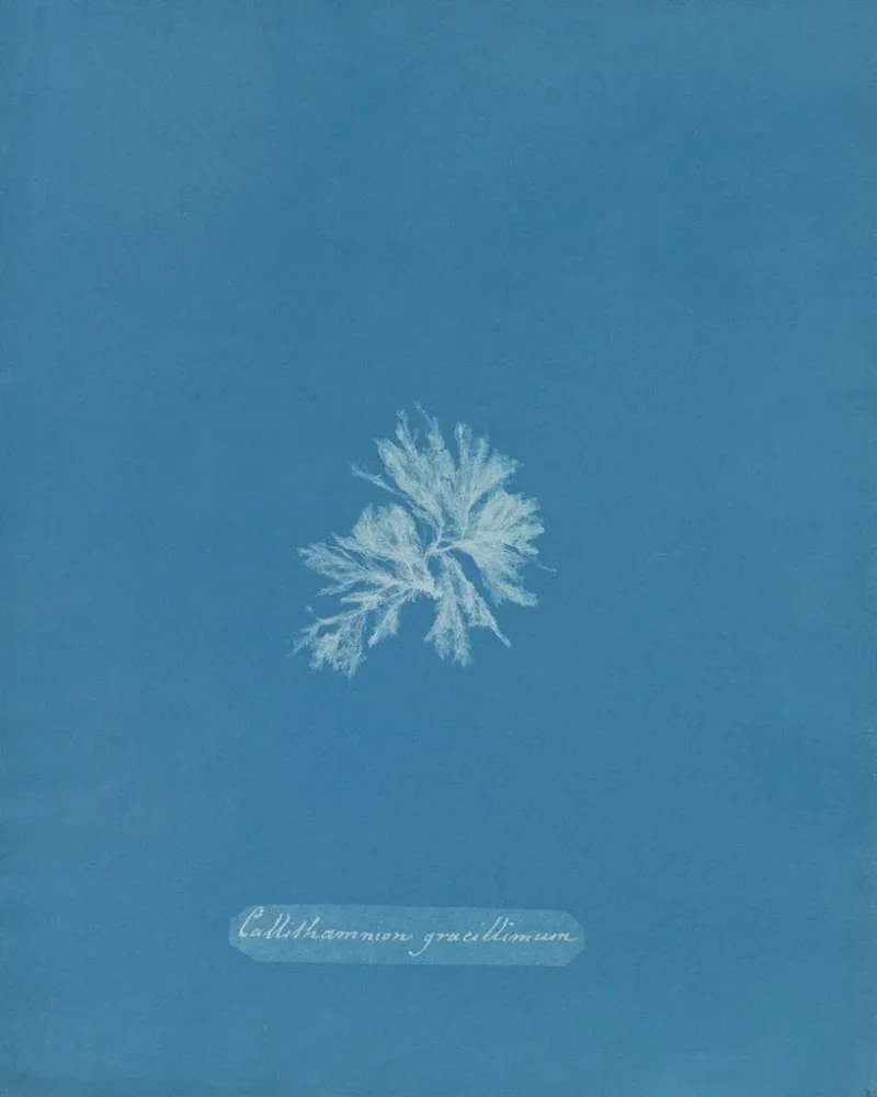 Maalaus Callithamnion gracillimum - Anna Atkins | Taidetuloste