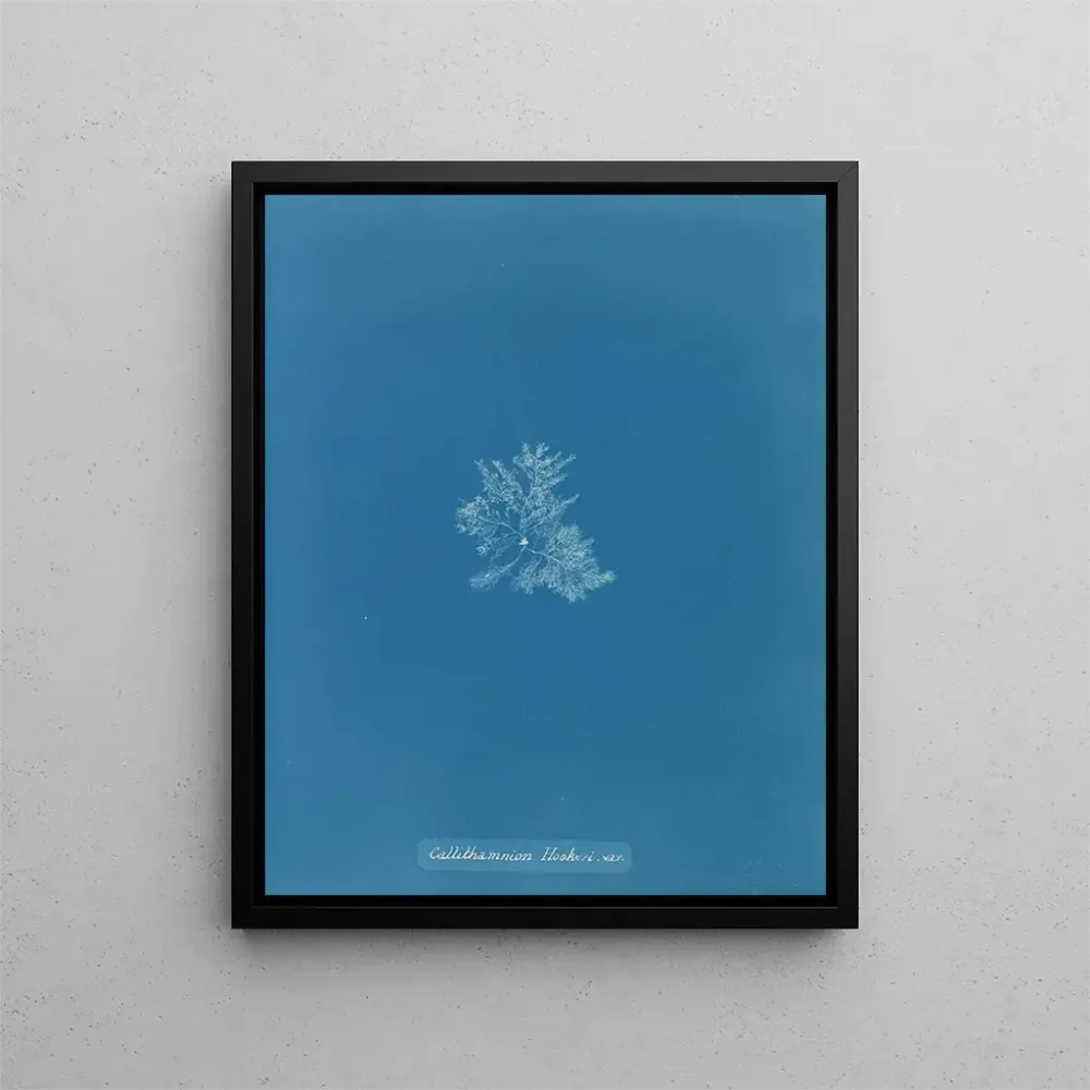 Maalaus Callithamnion hookeri var. - Anna Atkins | Taidetuloste