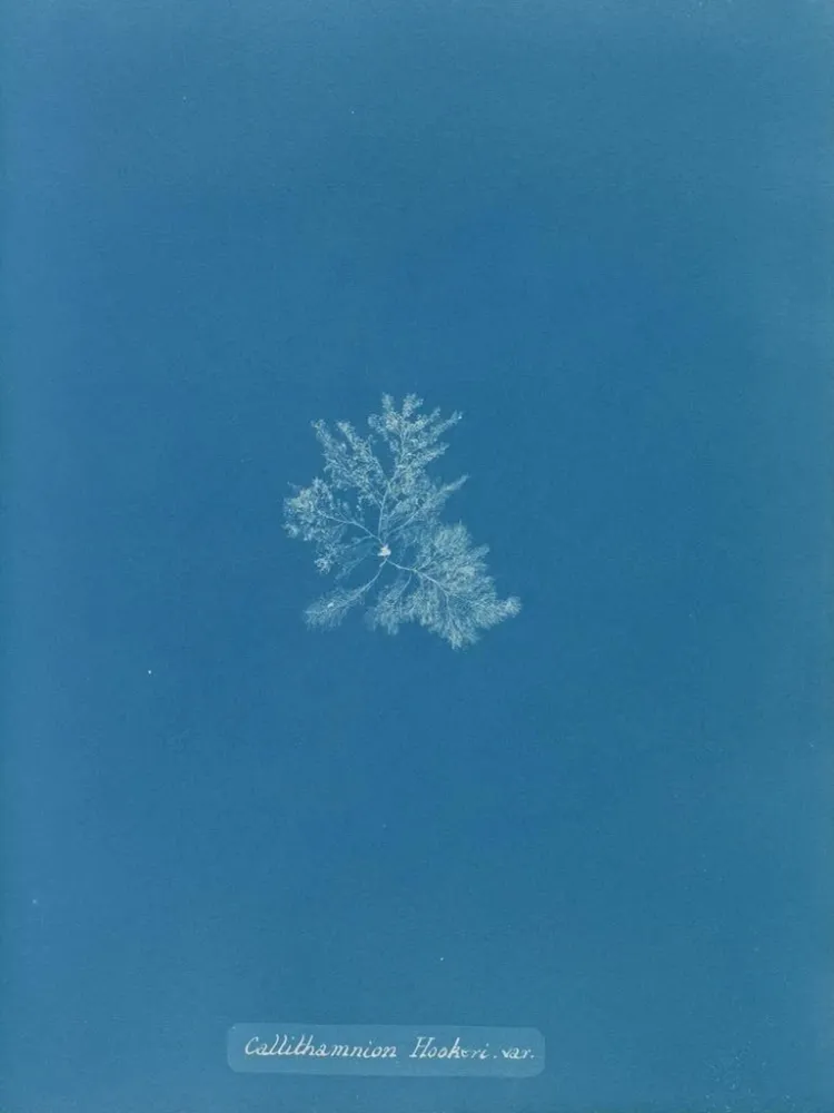 Maalaus Callithamnion hookeri var. - Anna Atkins | Taidetuloste