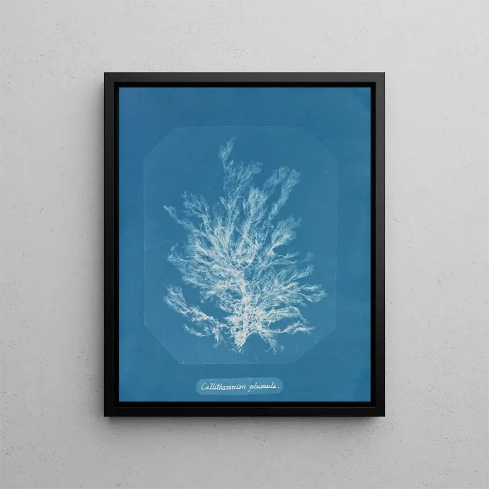 Maalaus Callithamnion plumula - Anna Atkins | Taidetuloste