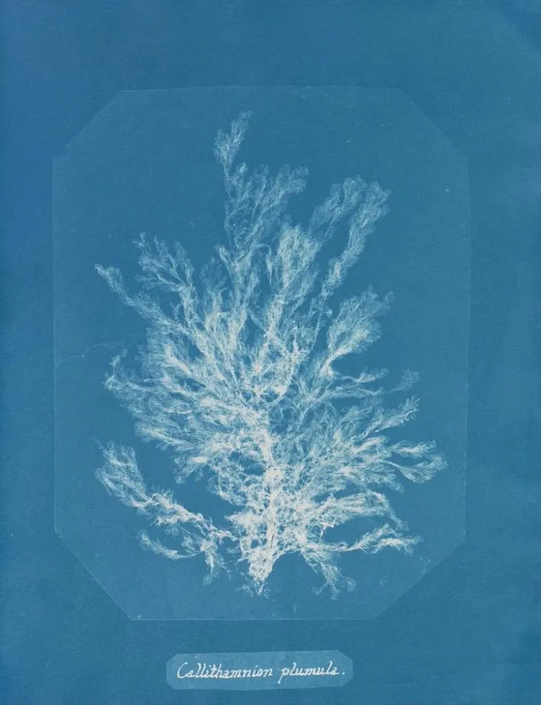 Maalaus Callithamnion plumula - Anna Atkins | Taidetuloste