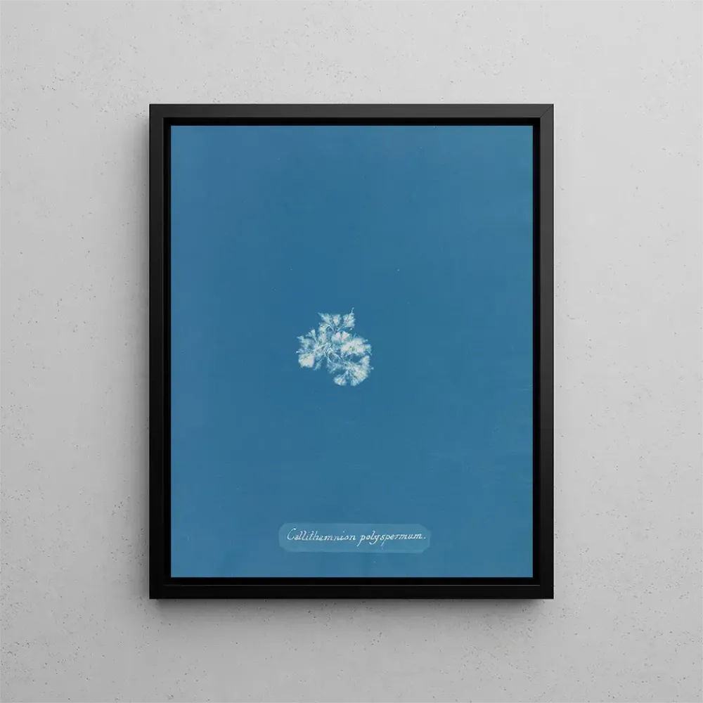 Maalaus Callithamnion polyspermum - Anna Atkins | Taidetuloste