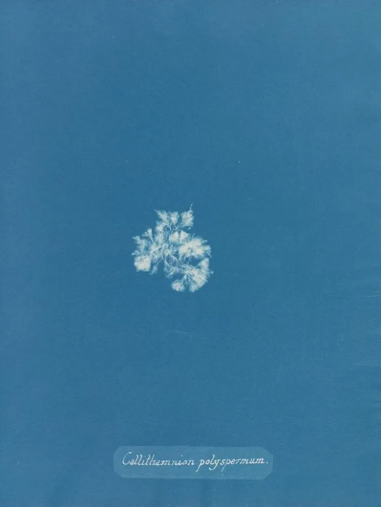 Maalaus Callithamnion polyspermum - Anna Atkins | Taidetuloste