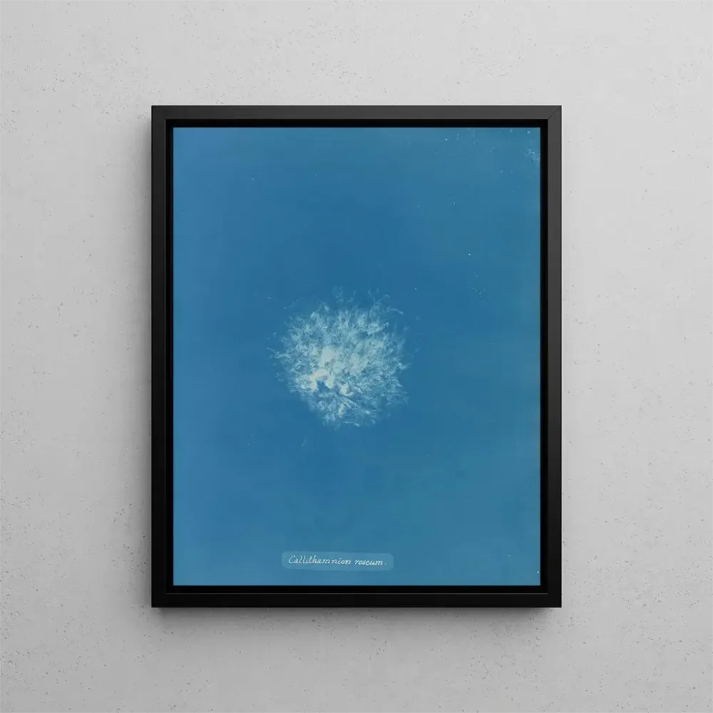 Maalaus Callithamnion roseum - Anna Atkins | Taidetuloste