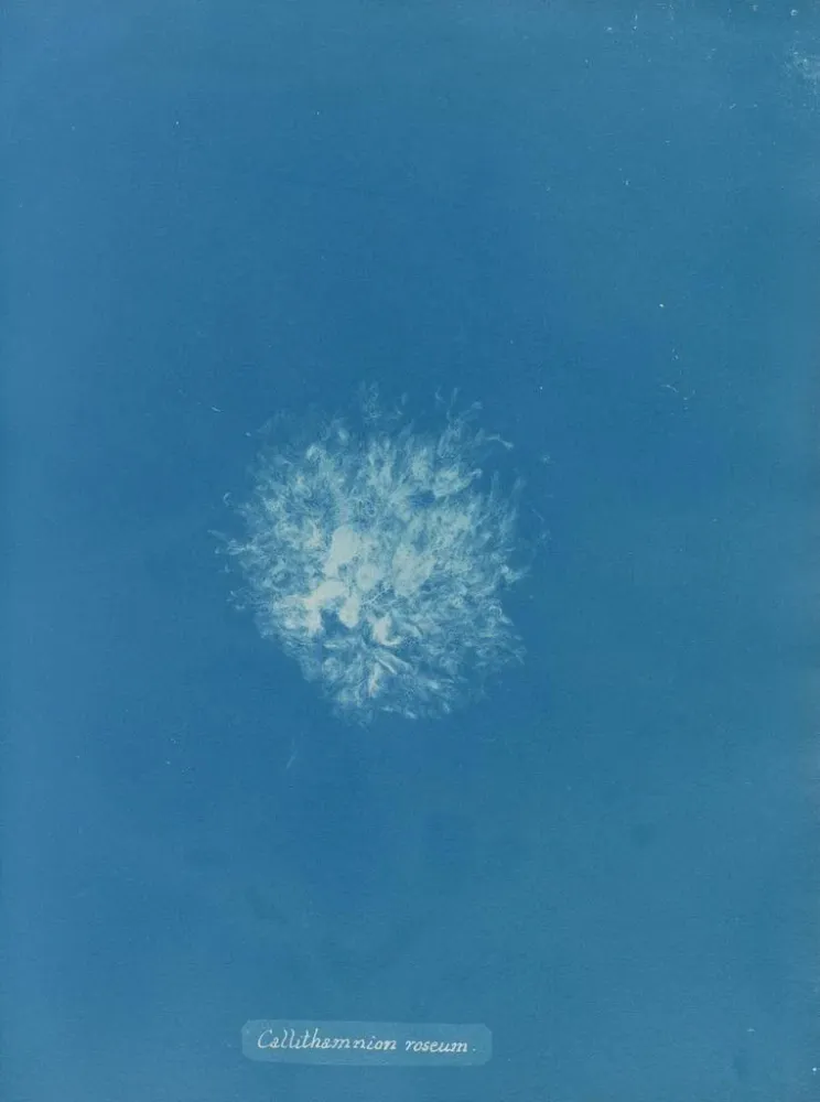 Maalaus Callithamnion roseum - Anna Atkins | Taidetuloste