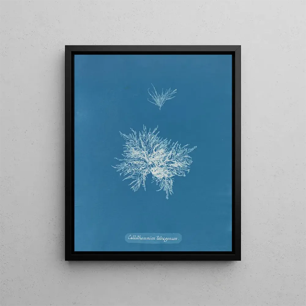 Maalaus Callithamnion tetragonum - Anna Atkins | Taidetuloste