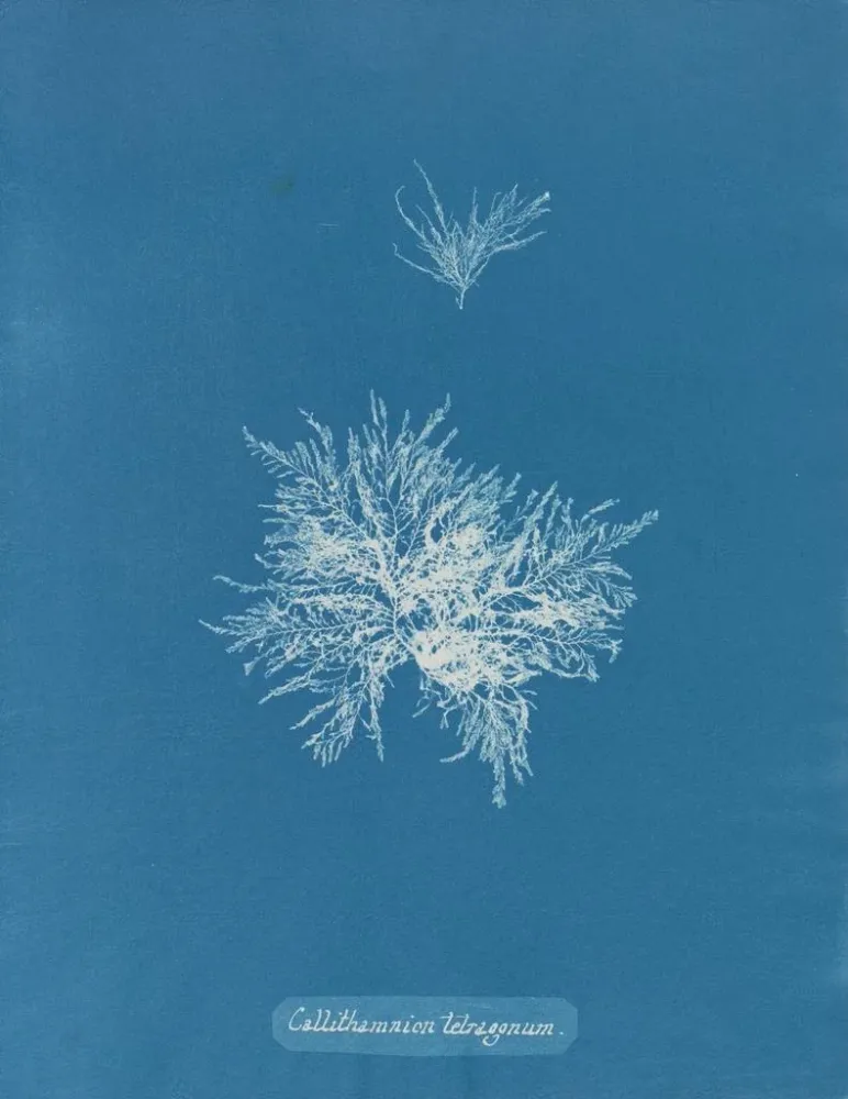 Maalaus Callithamnion tetragonum - Anna Atkins | Taidetuloste