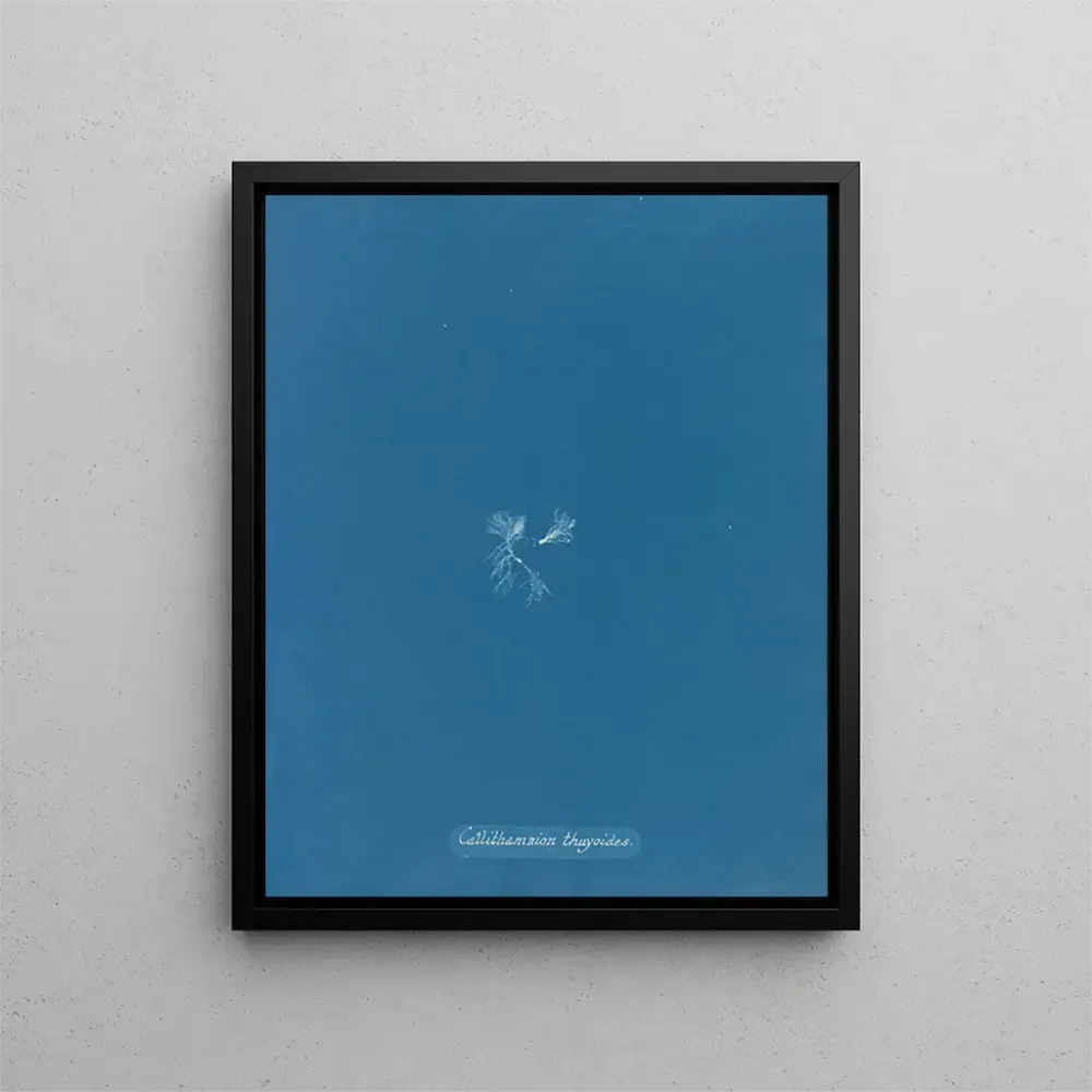 Maalaus Callithamnion thuyoides - Anna Atkins | Taidetuloste