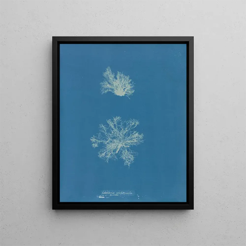 Maalaus Calothrix confervicola - Anna Atkins | Taidetuloste