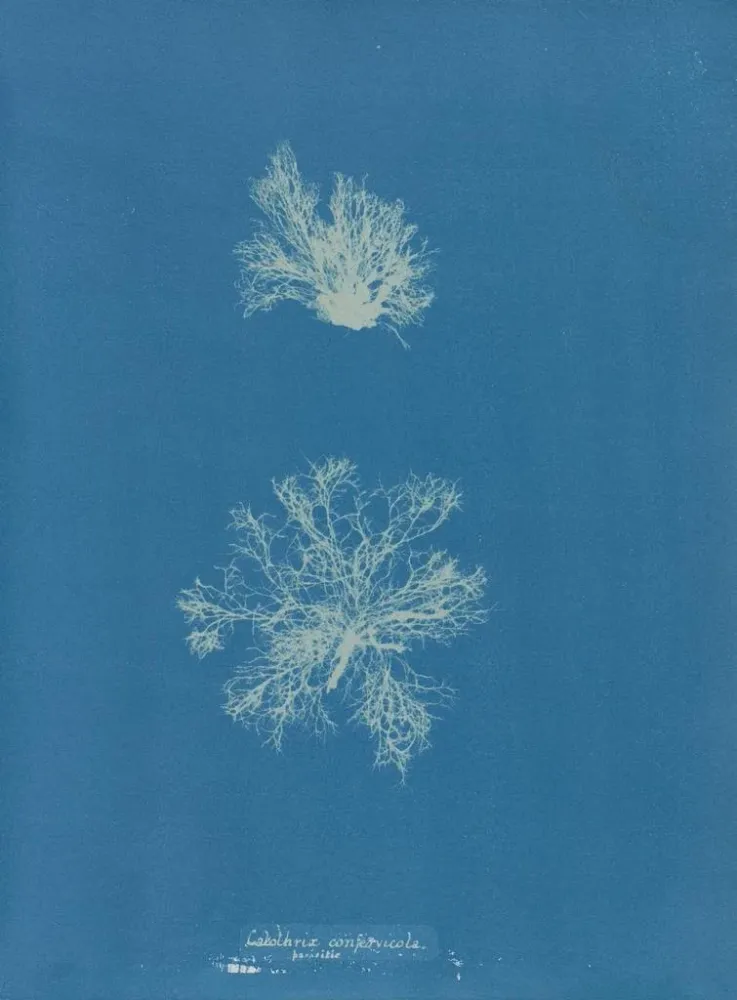 Maalaus Calothrix confervicola - Anna Atkins | Taidetuloste