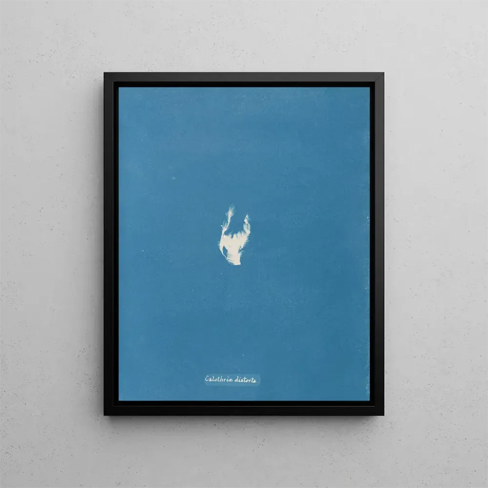 Maalaus Calothrix distortiona - Anna Atkins | Taidetuloste