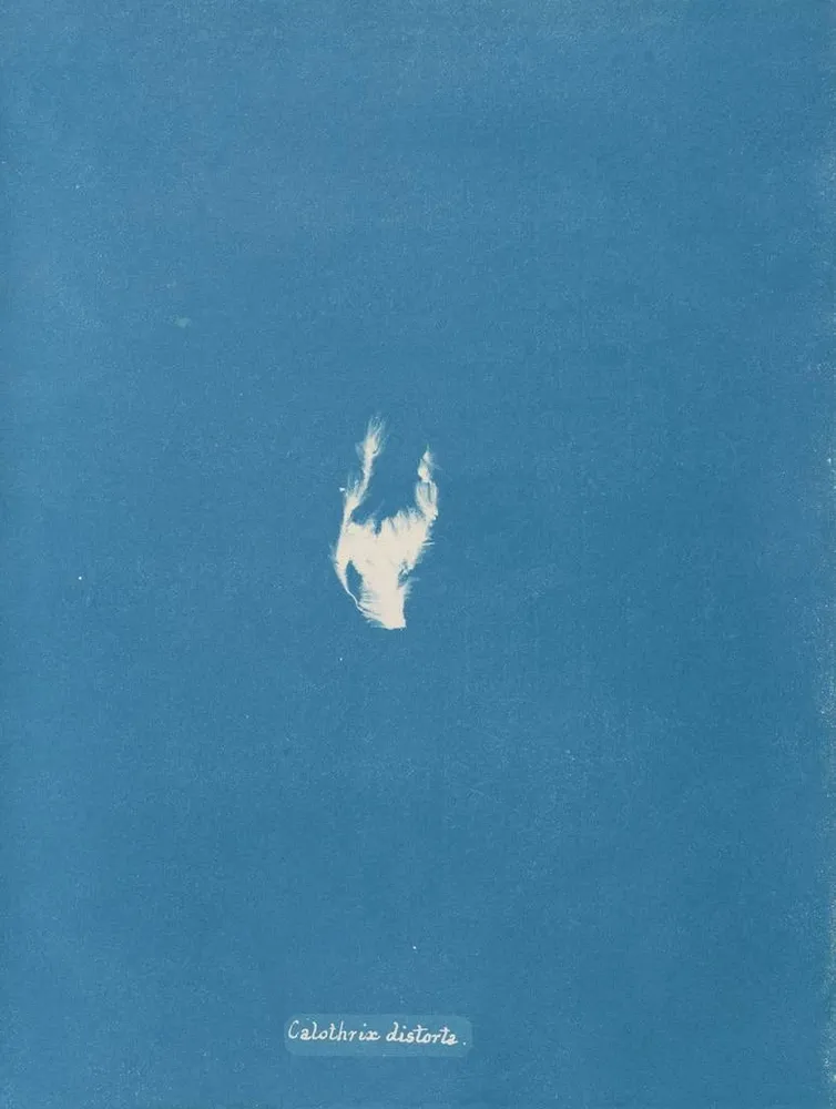 Maalaus Calothrix distortiona - Anna Atkins | Taidetuloste