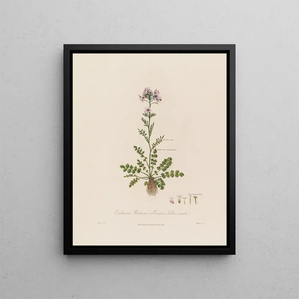 Maalaus Cardamine pratensis ou cresson des prés - Robert John Thornton | Taidetuloste
