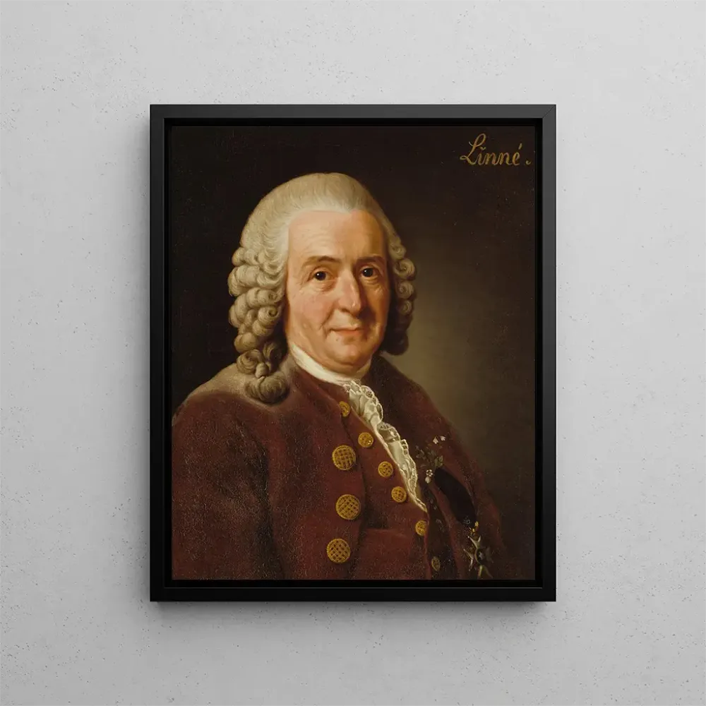Maalaus Carl von Linné 1707-1778 kasvitieteilijä professori - Alexander Roslin | Taidetuloste