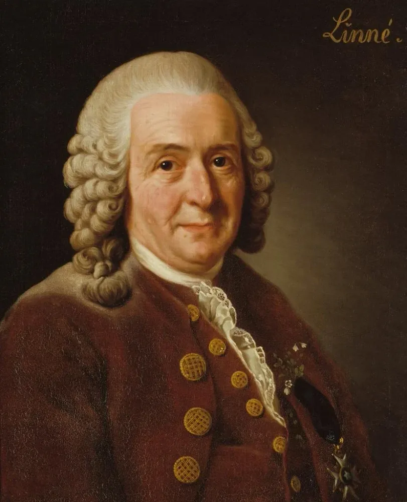 Maalaus Carl von Linné 1707-1778 kasvitieteilijä professori - Alexander Roslin | Taidetuloste