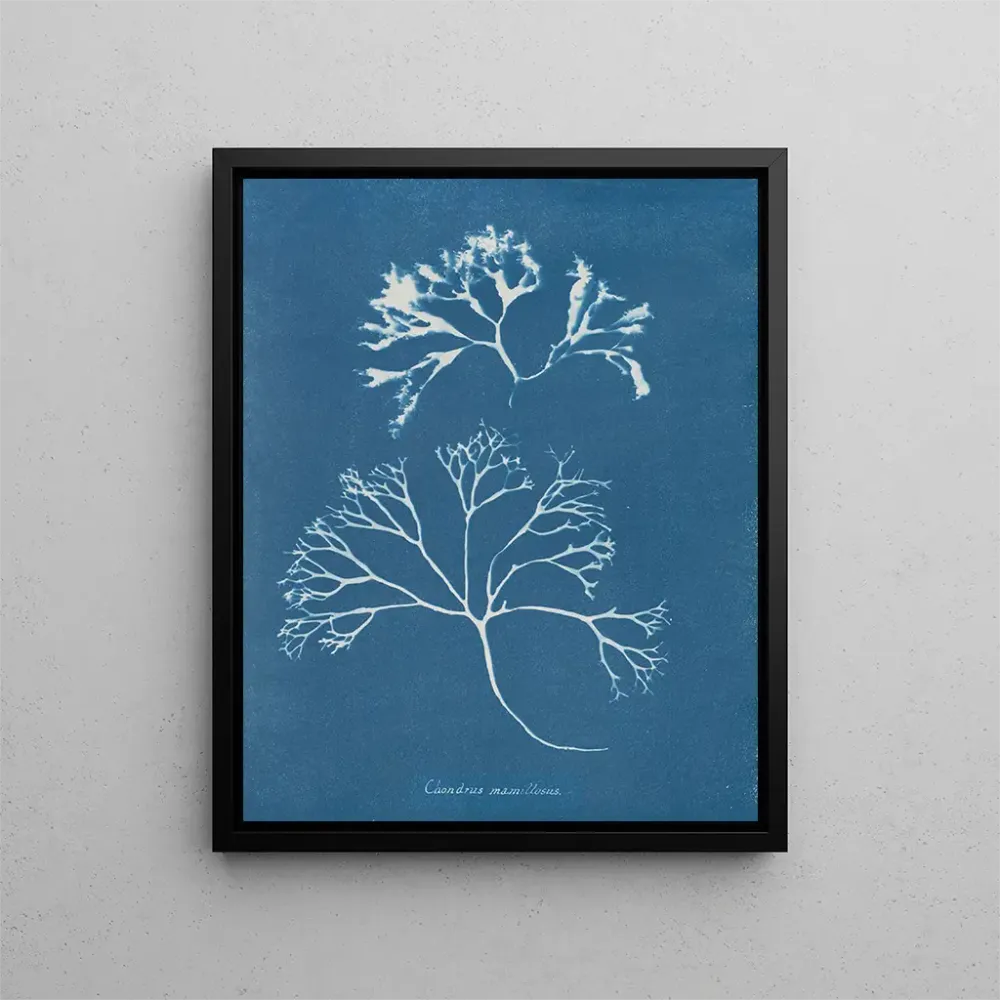Maalaus Cartilage mammaire - Anna Atkins | Taidetuloste