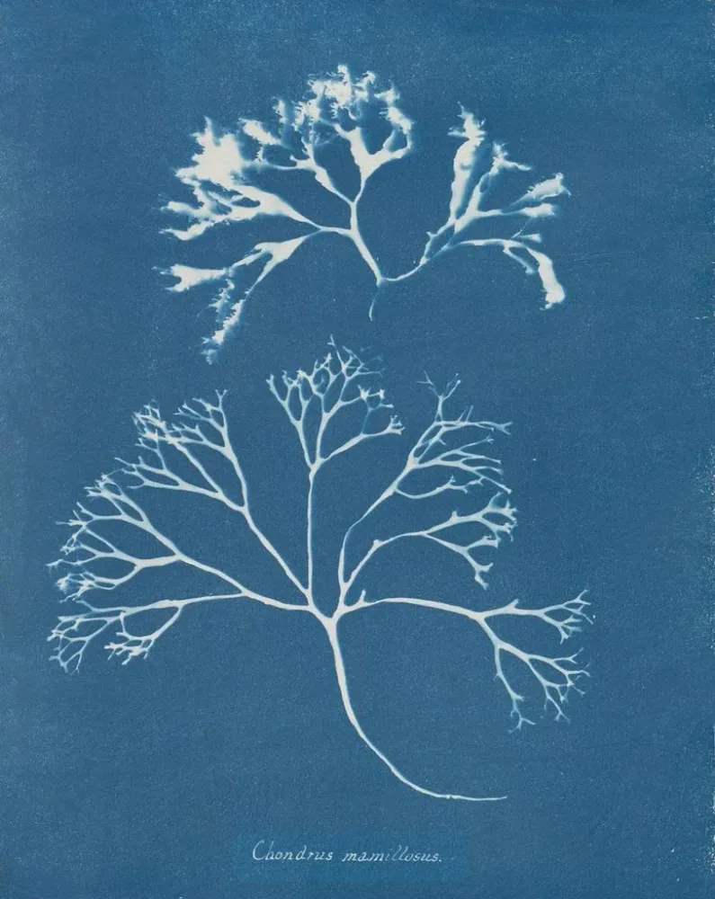 Maalaus Cartilage mammaire - Anna Atkins | Taidetuloste