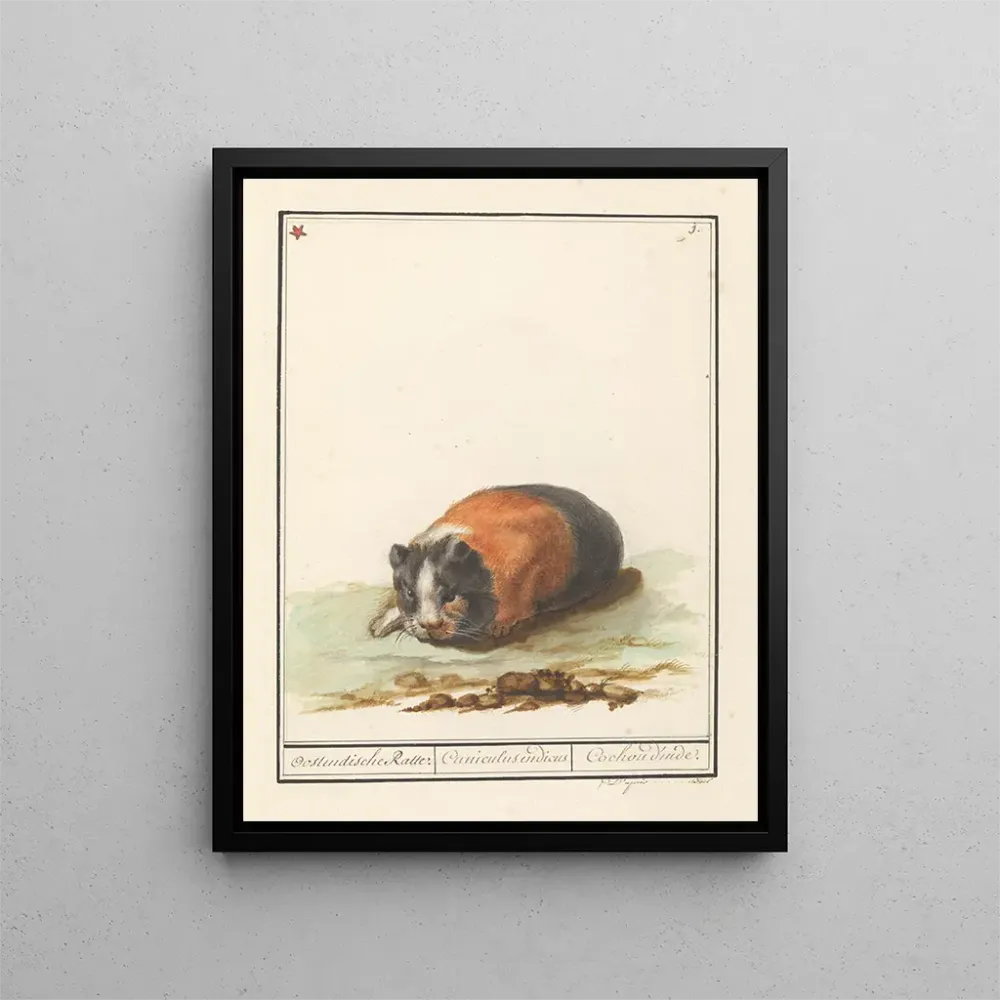 Maalaus Cavia Cavia Oostindische Ratte Cuniculus indicus Cochon d'Inde - Anselmus Botius de Boodt | Taidetuloste
