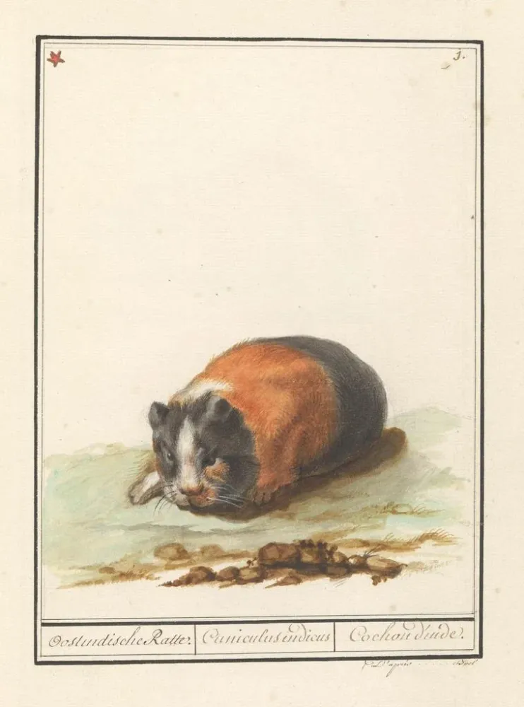 Maalaus Cavia Cavia Oostindische Ratte Cuniculus indicus Cochon d'Inde - Anselmus Botius de Boodt | Taidetuloste
