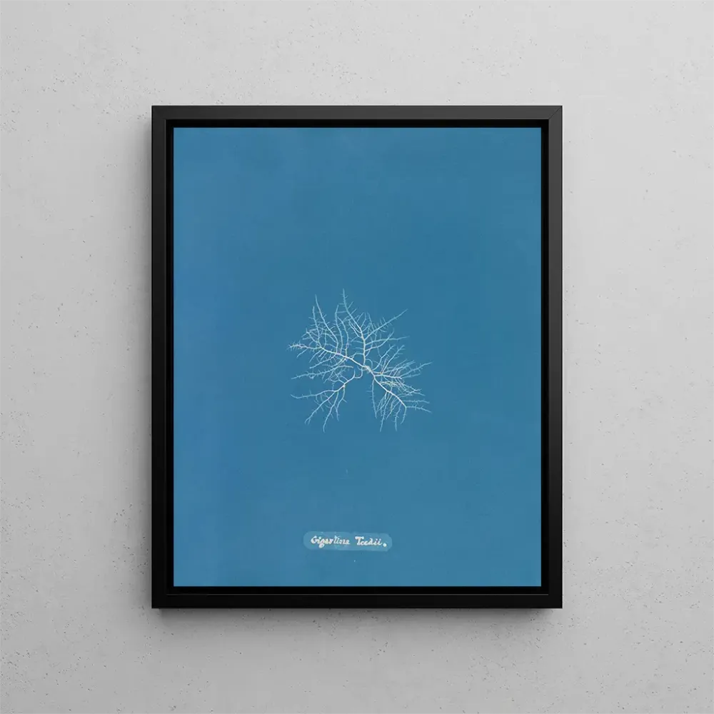 Maalaus C'est à toi - Anna Atkins | Taidetuloste