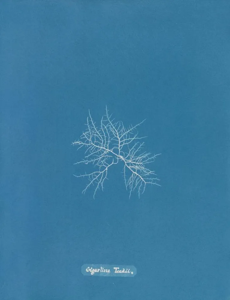 Maalaus C'est à toi - Anna Atkins | Taidetuloste