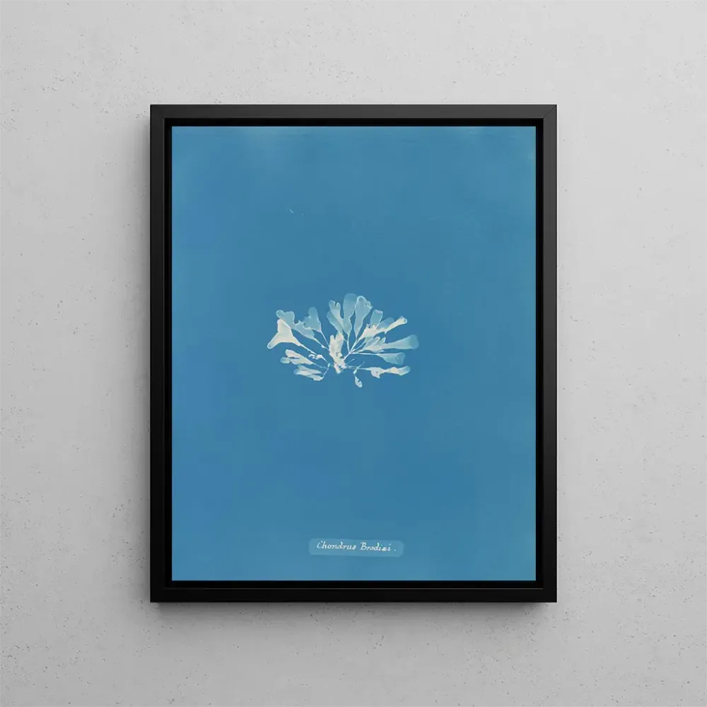 Maalaus Chondrus brodii - Anna Atkins | Taidetuloste
