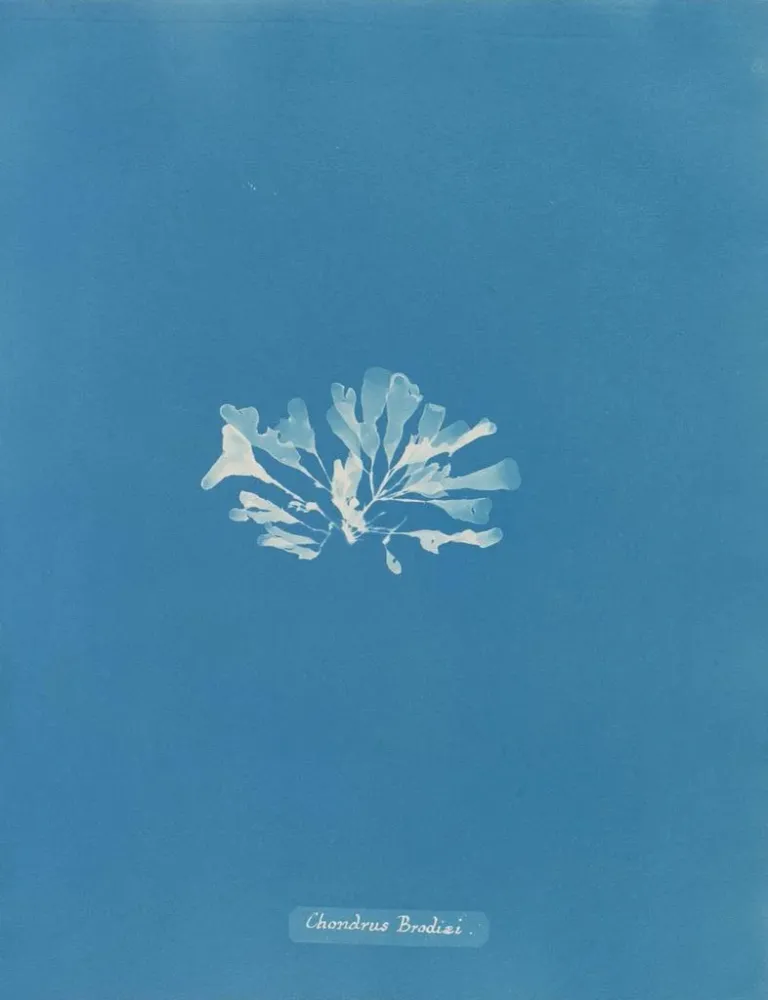 Maalaus Chondrus brodii - Anna Atkins | Taidetuloste