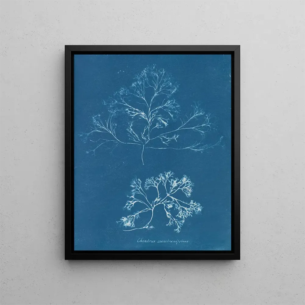 Maalaus Chondrus membranifolius - Anna Atkins | Taidetuloste
