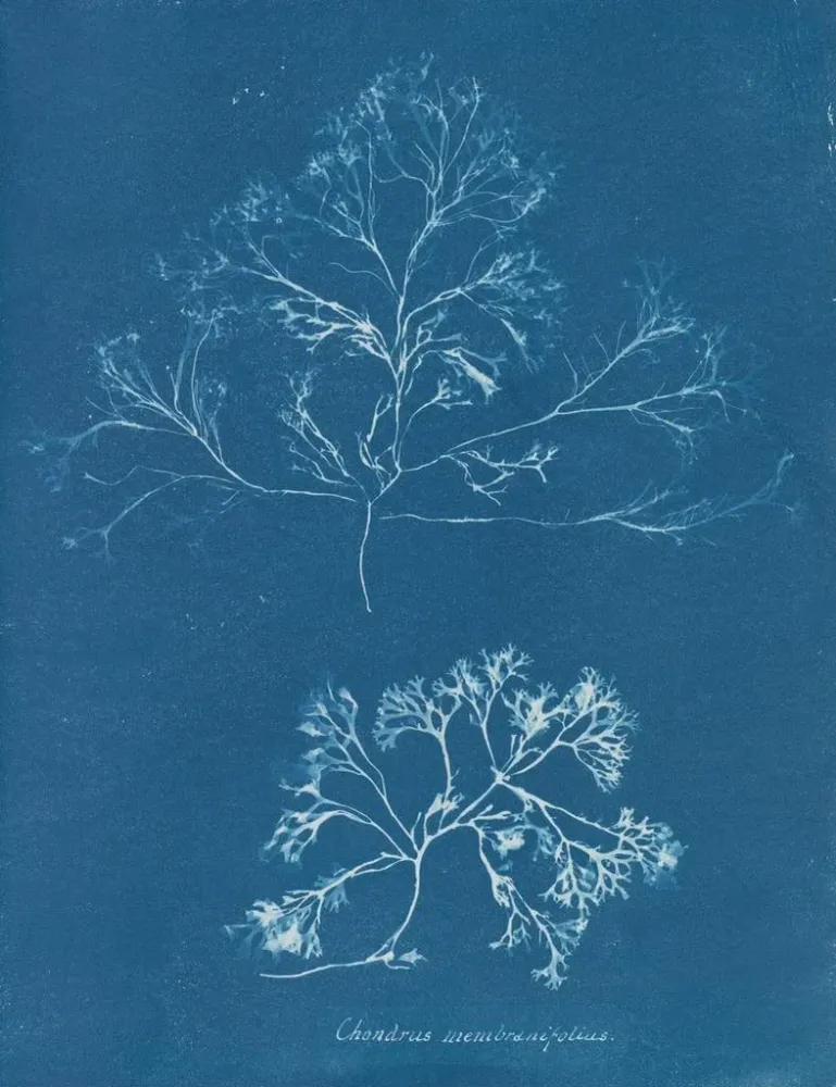 Maalaus Chondrus membranifolius - Anna Atkins | Taidetuloste