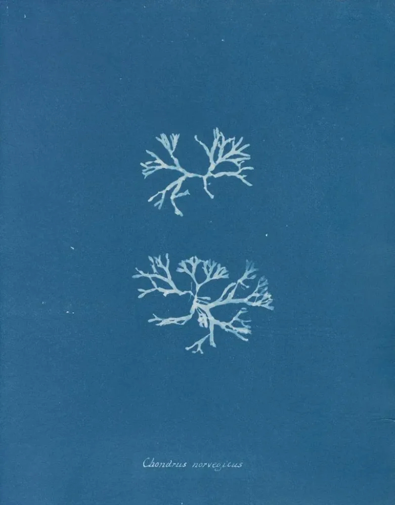 Maalaus Chondrus norvegicus - Anna Atkins | Taidetuloste