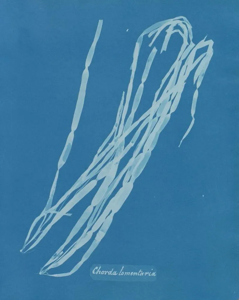 Maalaus Chorda lomentaria - Anna Atkins | Taidetuloste